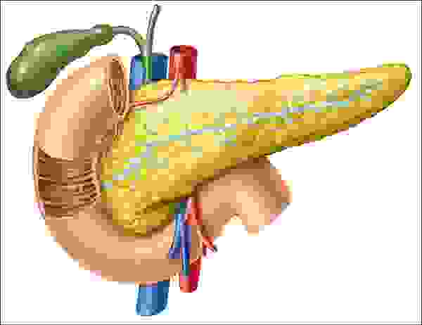 البنكرياس (المُعثكلة)